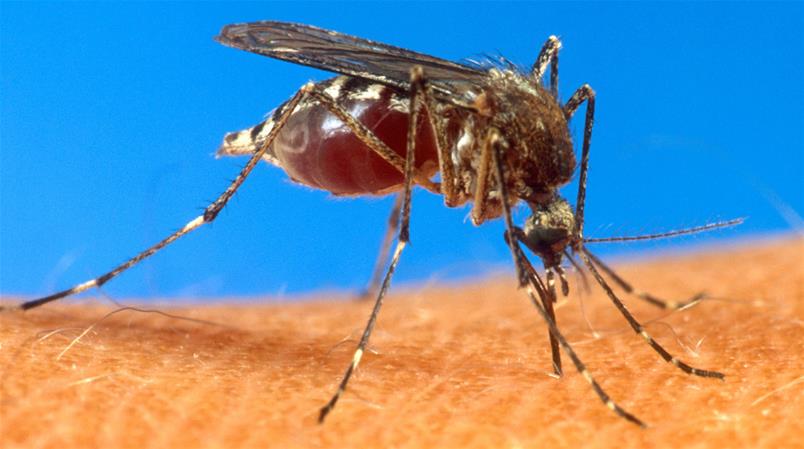 Pericolo zanzare