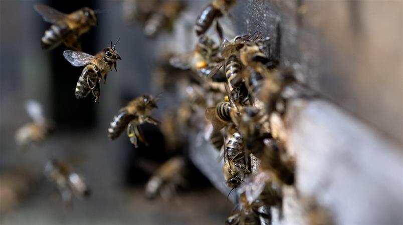 Die Zahl der Bienenvölker ist in der Schweiz gewachsen.