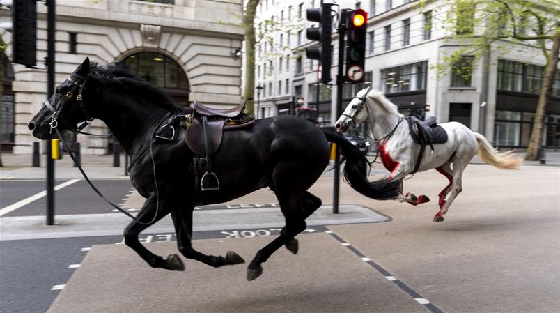 Zwei Armeepferde sind am Mittwochmorgen durch London galoppiert.