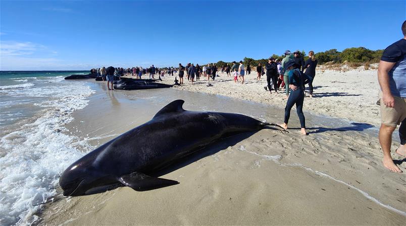 Retter und Retterinnen versuchen die Wale wieder in tieferes Gewässer zu bringen.