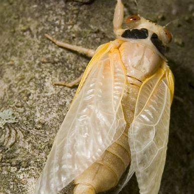 Weltweit gibt es über 3000 Zikadenarten. Die meiste Zeit leben sie als Larven in der Erde.