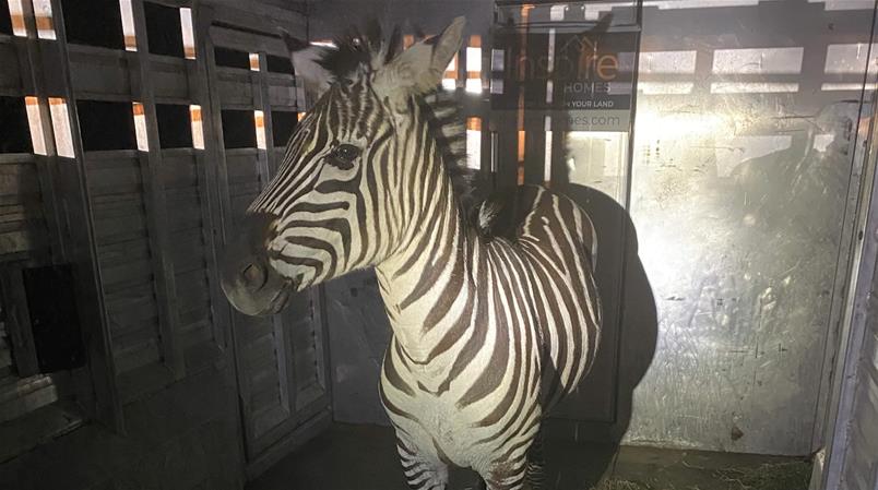 Nach einer Woche könnte auch das letzte von vier entlaufenen Zebras gefasst werden.
