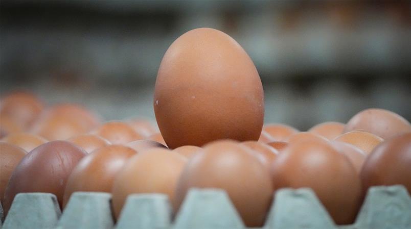 Auf Eier, die aus der Ukraine in die EU importiert werden, wird künftig Zoll erhoben.