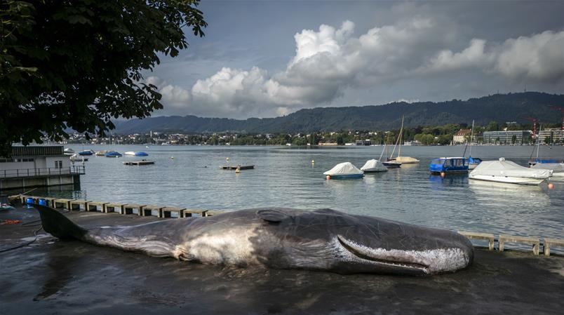 In Zürich liegt ein 15 Meter langer Pottwal.
