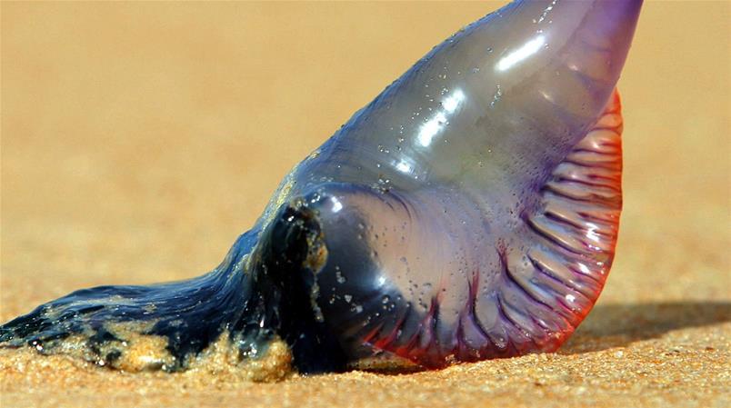 Eine «Bluebottle»-Qualle, angespült an einem Strand.