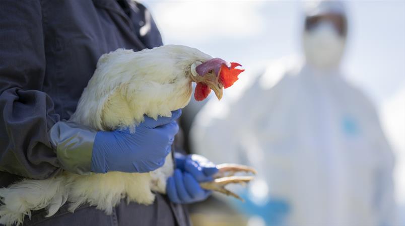 Laut den Forschenden wirkt der Impfstoff gegen die Ansteckung und Weiterverbreitung der Vogelgrippe.