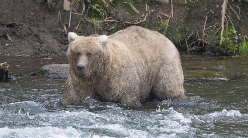 Erneut die Sieger-Bärin des Wettbewerbs in Alaska. Hier auf einer Aufnahme aus dem Jahr 2023.