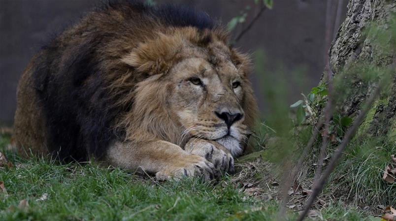 Weltweit schwinden immer mehr Tierbestände. Ein Index zeigt nun, wie es um viele Populationen steht.