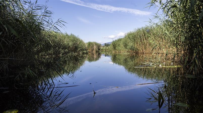 La réserve naturelle de la Grande Cariçaie au bord du lac de Neuchâtel.