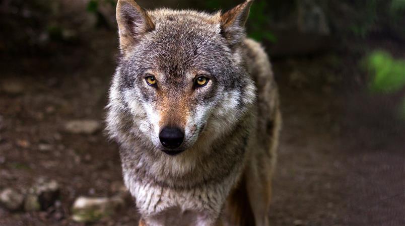 Un projet pour stériliser le loup plutôt que de l'abattre a été proposé dans le canton de Berne.