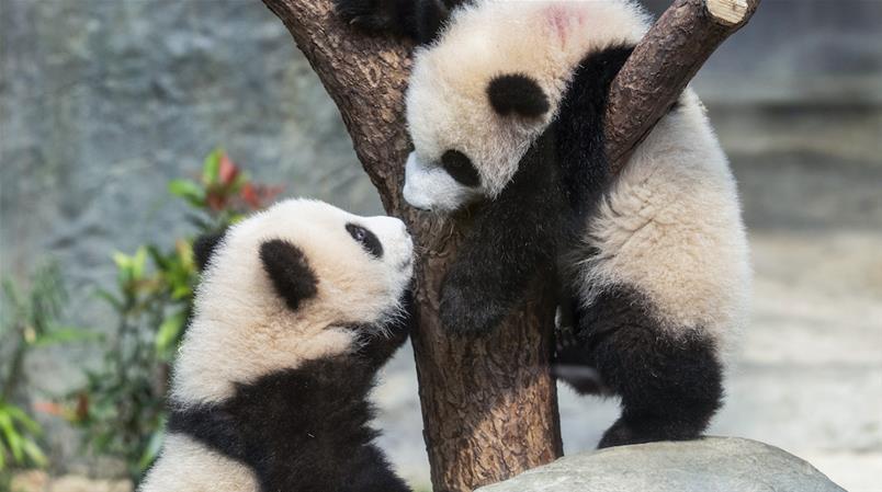 Ab Sonntag für alle zu sehen: Die Panda-Zwillinge in Hongkong.