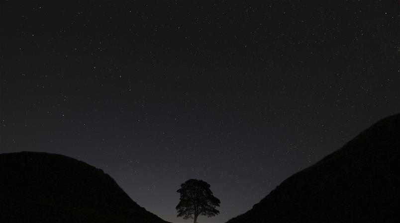 Der Sycamore Tree in Nordengland war ein beliebtes Fotomotiv.