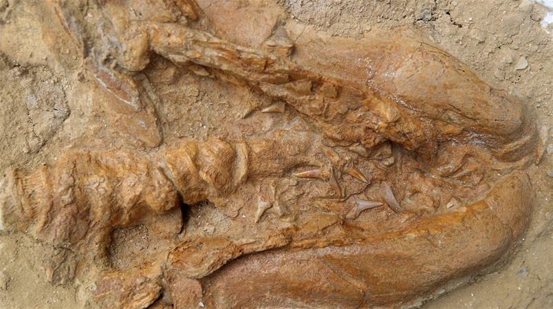 Forschende der Universität Lausanne habe untersucht, wann ein Fossil entsteht.