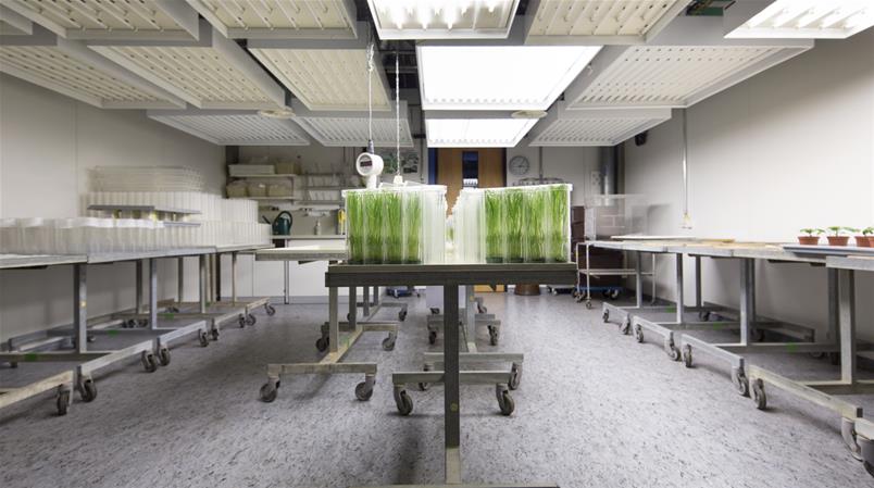 Pflanzeneigenes Immunsystem als Grundlage für neue Pflanzenschutzmittel, ganz ohne Chemie.