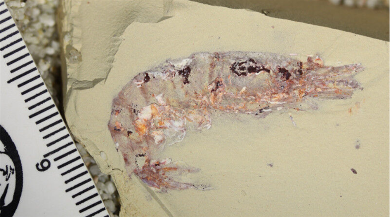 Fossile Garnele aus der Kreidezeit, gefunden in Marokko, registriert in Marrakesch.