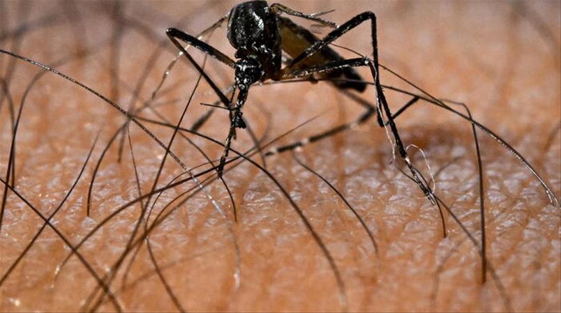 Un potenziale vettore della malattia