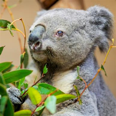Laut der Zootierärztin war Irwin vermutlich das drittälteste Koala-Männchen der Welt.