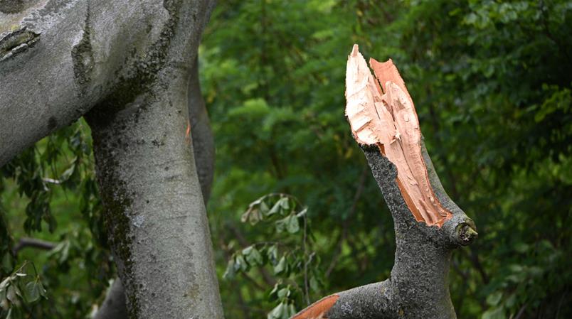 Warum Dürre-geplagte Wälder Stürmen schwerer trotzen können.