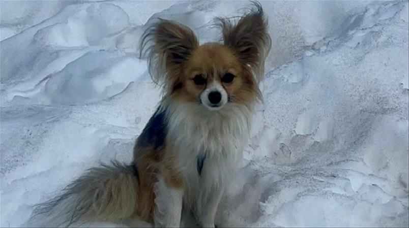 Un chihuahua guide les secours vers son maître tombé dans une crevasse au-dessus de Saas-Fee